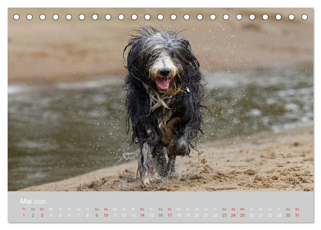 Bild: 9783457892336 | BEARDED COLLIES 2026 (Tischkalender 2026 DIN A5 quer), CALVENDO...