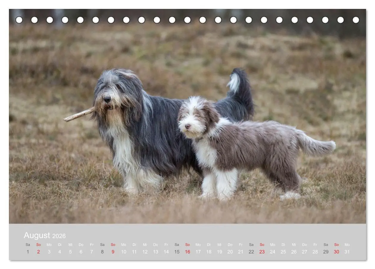 Bild: 9783457892336 | BEARDED COLLIES 2026 (Tischkalender 2026 DIN A5 quer), CALVENDO...