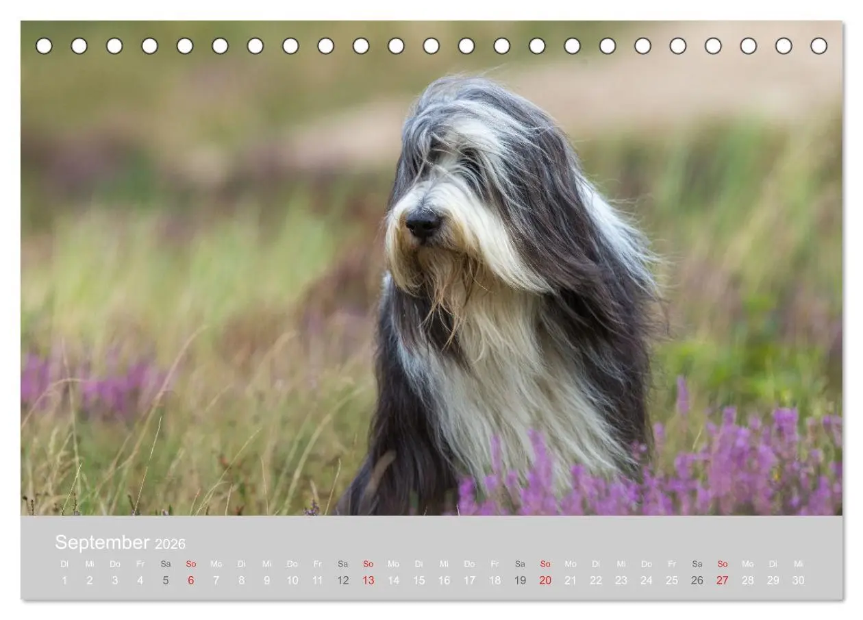 Bild: 9783457892336 | BEARDED COLLIES 2026 (Tischkalender 2026 DIN A5 quer), CALVENDO...