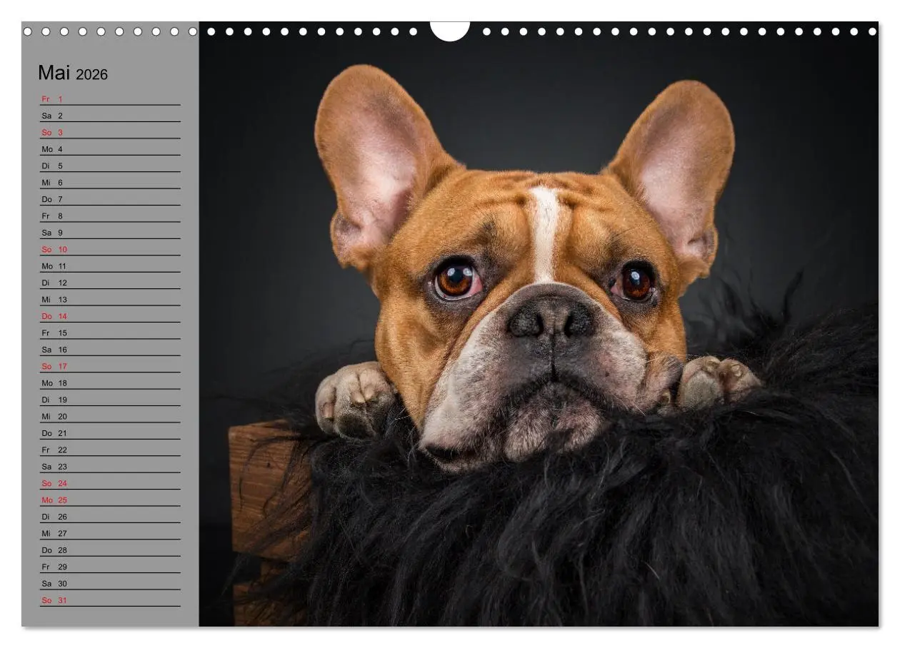 Bild: 9783457622636 | Bullymania - Französische Bulldoggen (Wandkalender 2026 DIN A3...