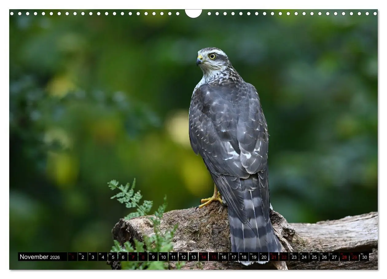 Bild: 9783457612736 | Vögel, Gefiederte Schönheiten (Wandkalender 2026 DIN A3 quer),...