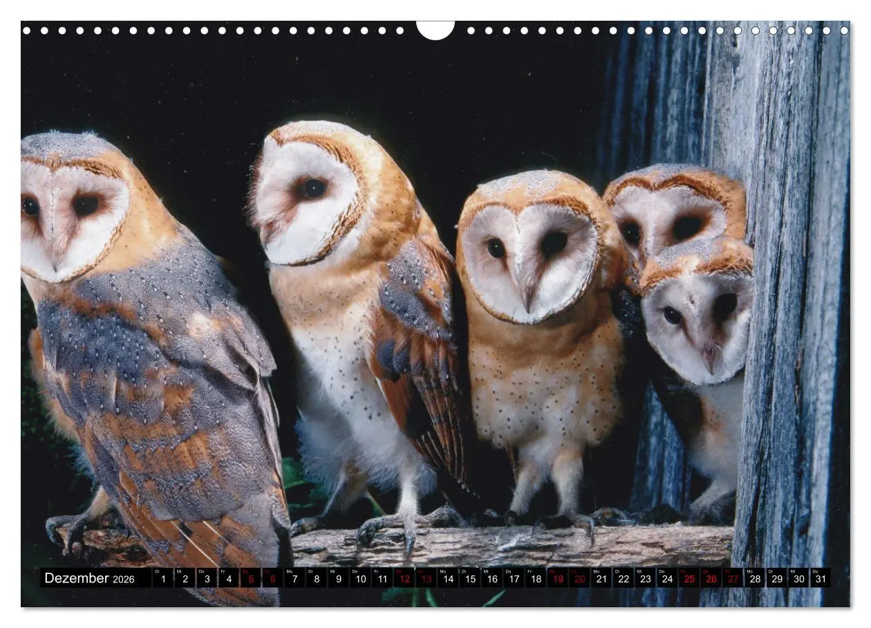 Bild: 9783457612736 | Vögel, Gefiederte Schönheiten (Wandkalender 2026 DIN A3 quer),...