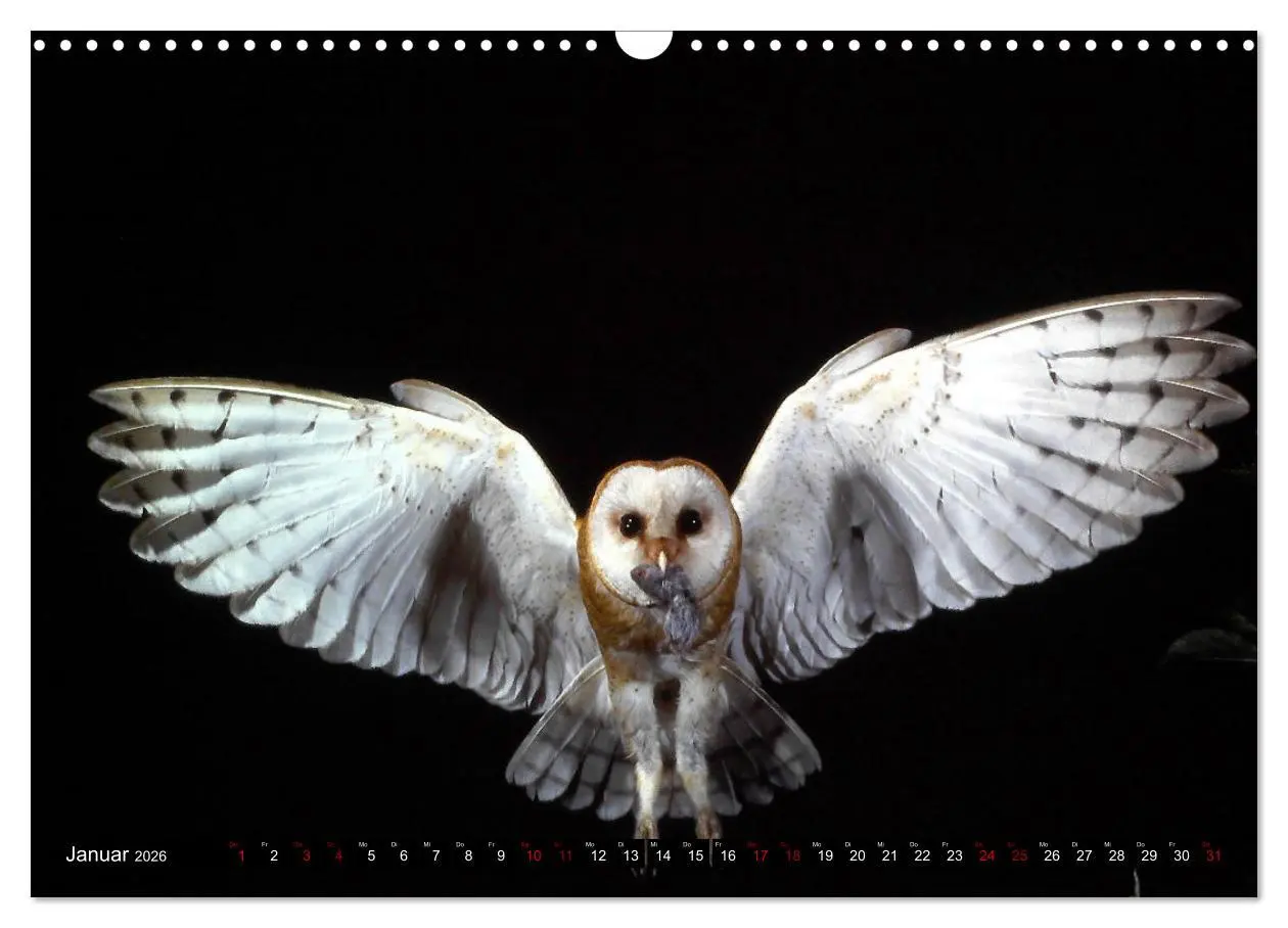 Bild: 9783457612736 | Vögel, Gefiederte Schönheiten (Wandkalender 2026 DIN A3 quer),...