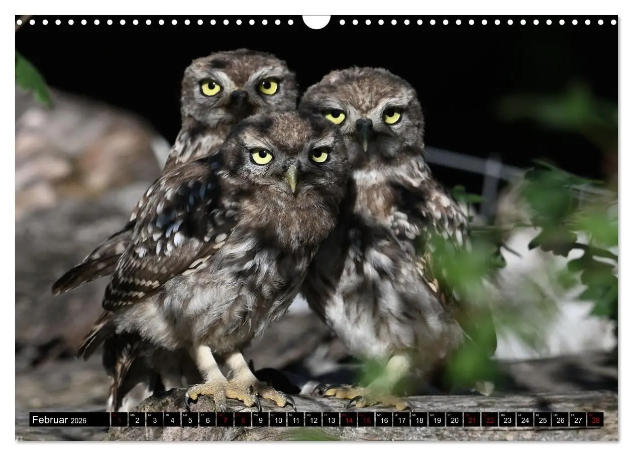 Bild: 9783457612736 | Vögel, Gefiederte Schönheiten (Wandkalender 2026 DIN A3 quer),...