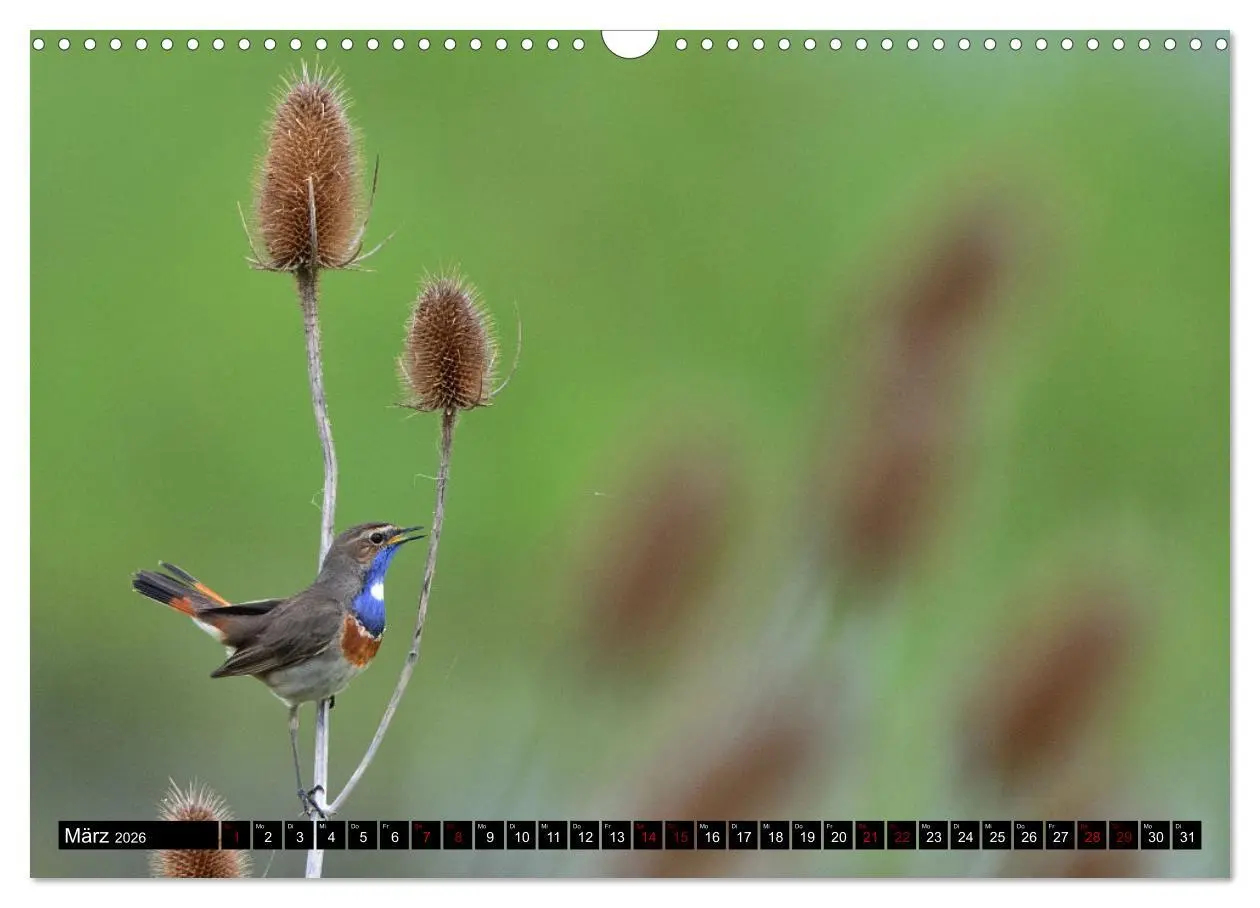 Bild: 9783457612736 | Vögel, Gefiederte Schönheiten (Wandkalender 2026 DIN A3 quer),...