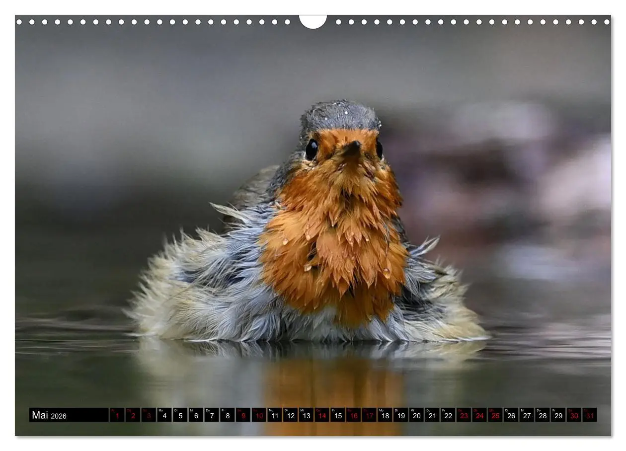 Bild: 9783457612736 | Vögel, Gefiederte Schönheiten (Wandkalender 2026 DIN A3 quer),...