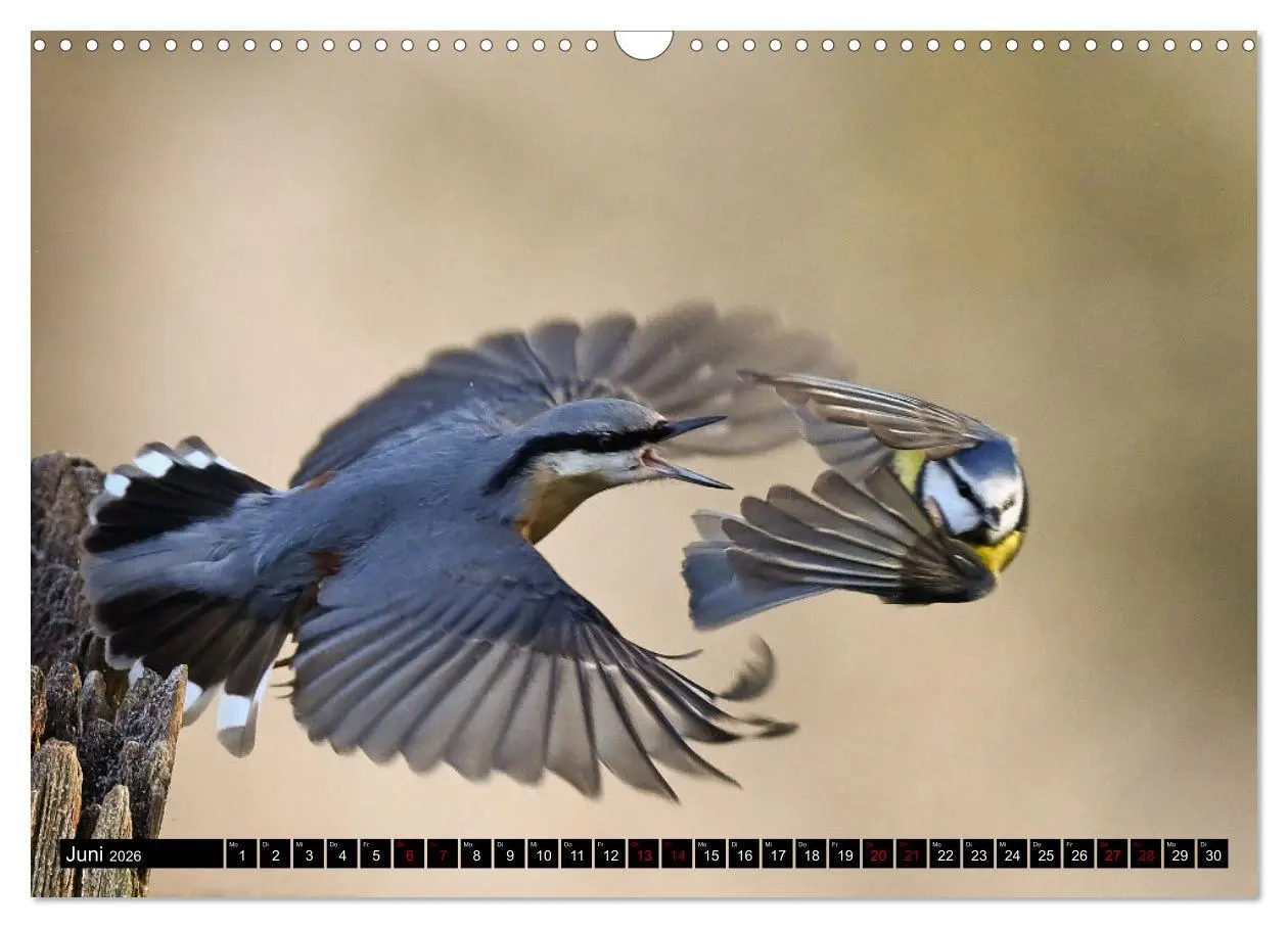 Bild: 9783457612736 | Vögel, Gefiederte Schönheiten (Wandkalender 2026 DIN A3 quer),...