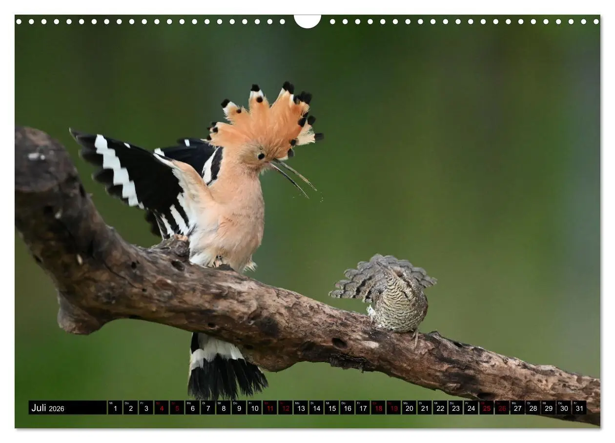 Bild: 9783457612736 | Vögel, Gefiederte Schönheiten (Wandkalender 2026 DIN A3 quer),...