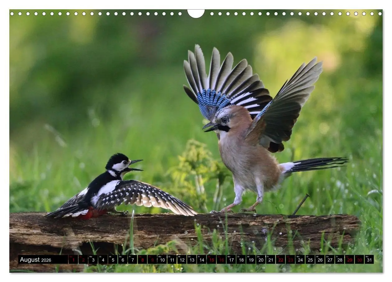 Bild: 9783457612736 | Vögel, Gefiederte Schönheiten (Wandkalender 2026 DIN A3 quer),...