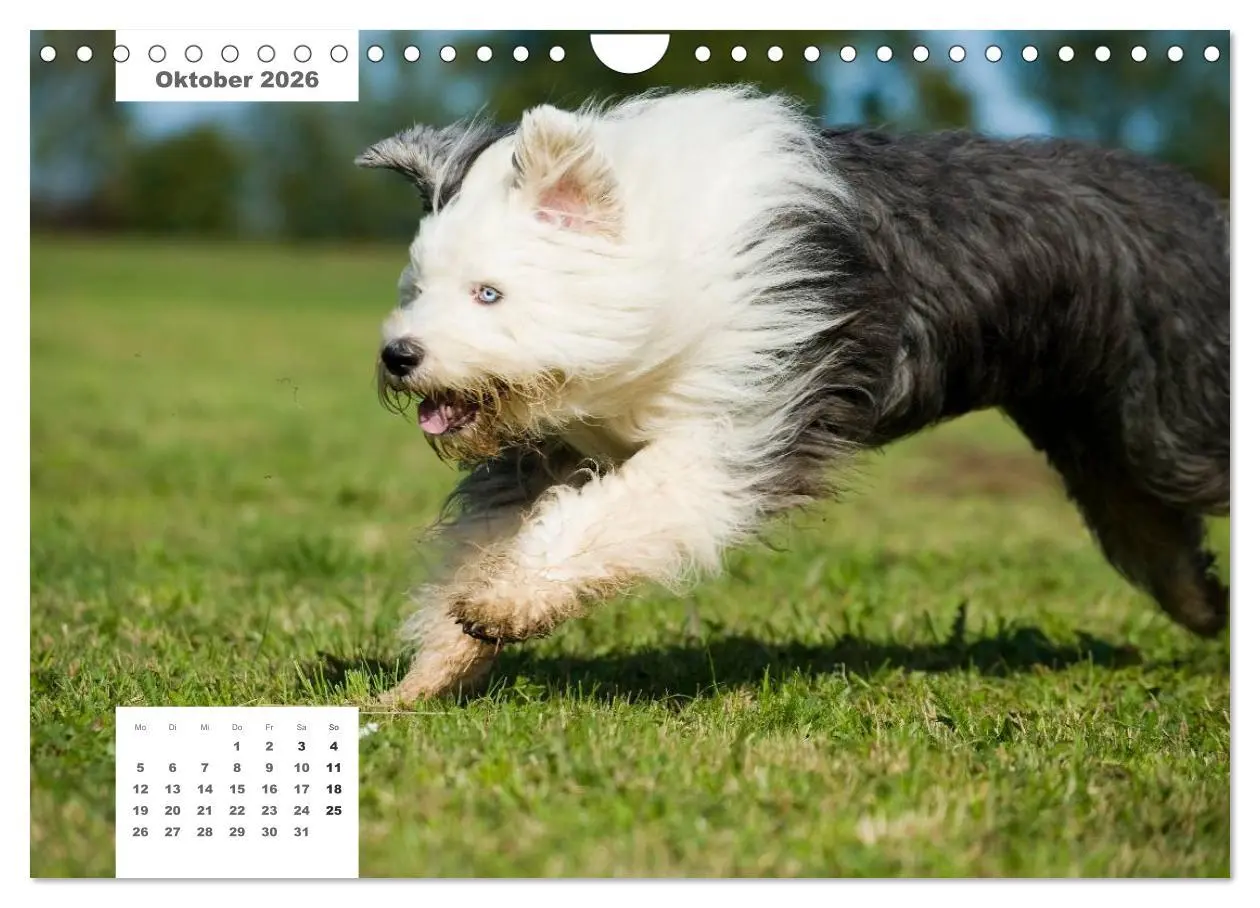 Bild: 9783516162936 | Rassehunde (Wandkalender 2026 DIN A4 quer), CALVENDO Monatskalender
