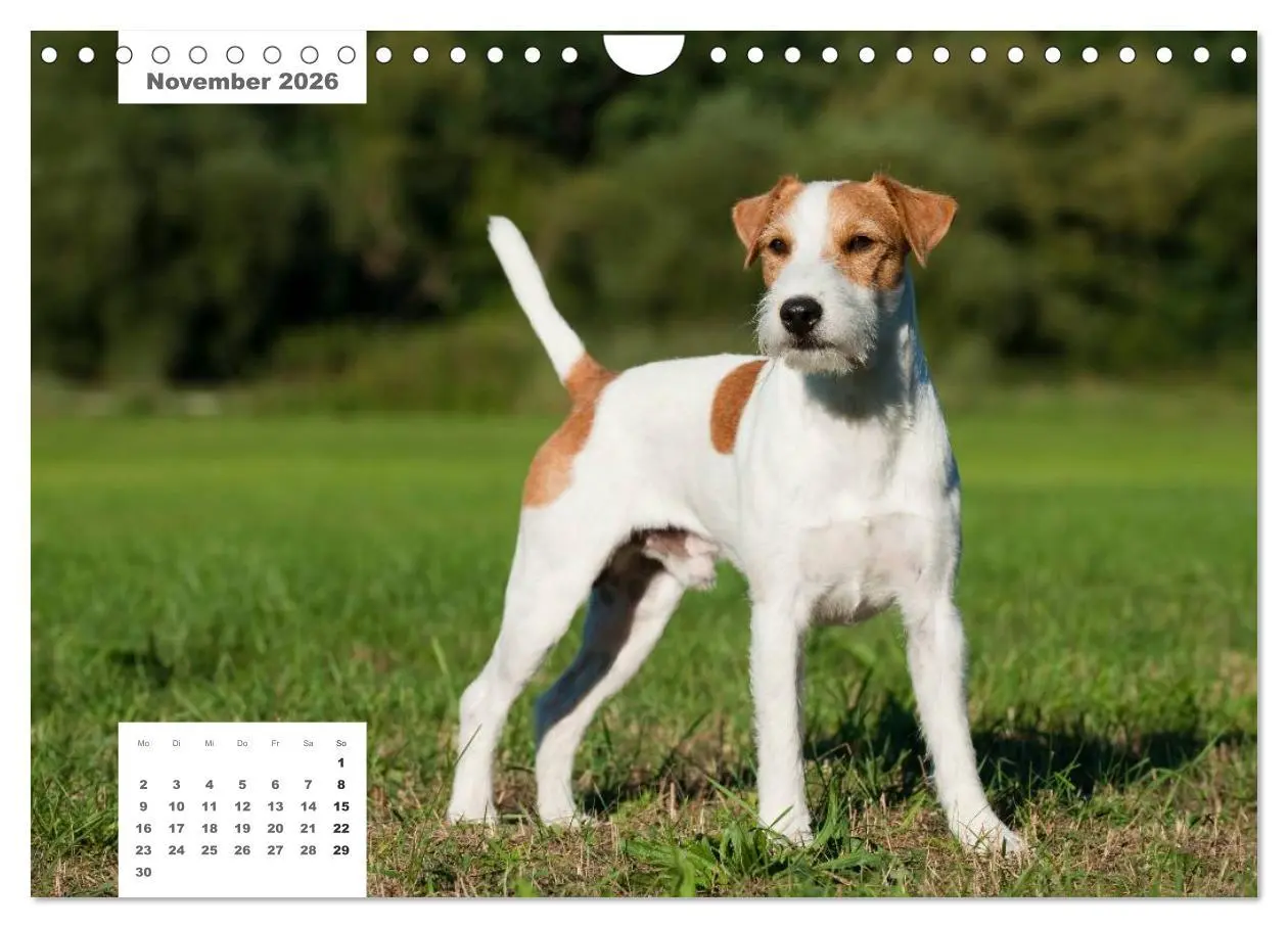 Bild: 9783516162936 | Rassehunde (Wandkalender 2026 DIN A4 quer), CALVENDO Monatskalender