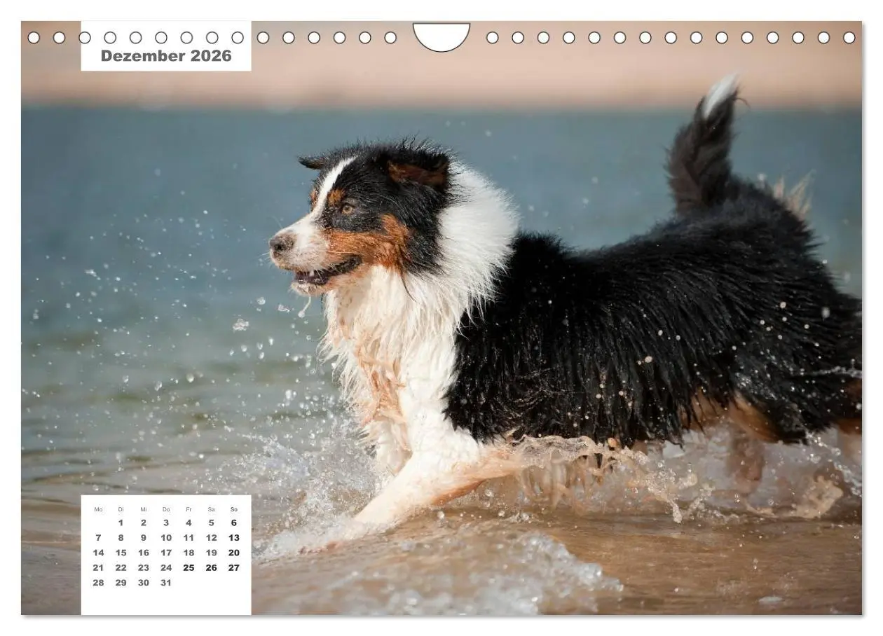 Bild: 9783516162936 | Rassehunde (Wandkalender 2026 DIN A4 quer), CALVENDO Monatskalender