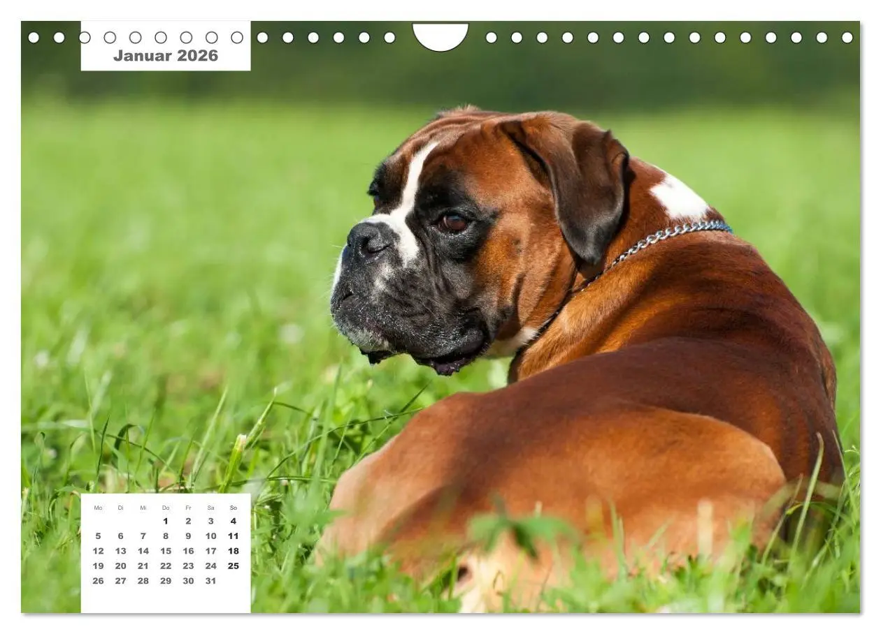 Bild: 9783516162936 | Rassehunde (Wandkalender 2026 DIN A4 quer), CALVENDO Monatskalender