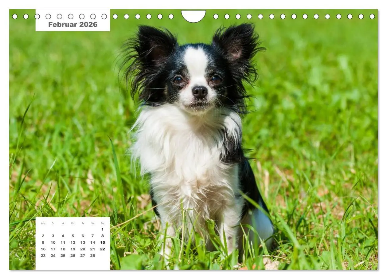 Bild: 9783516162936 | Rassehunde (Wandkalender 2026 DIN A4 quer), CALVENDO Monatskalender
