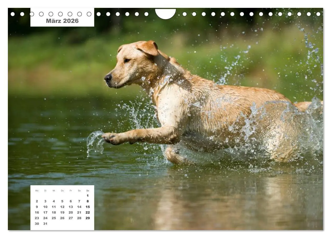 Bild: 9783516162936 | Rassehunde (Wandkalender 2026 DIN A4 quer), CALVENDO Monatskalender