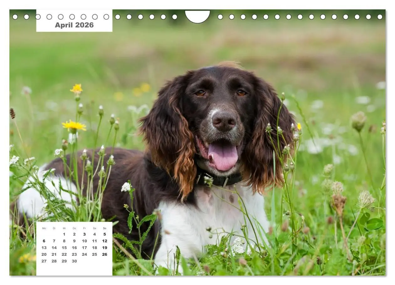Bild: 9783516162936 | Rassehunde (Wandkalender 2026 DIN A4 quer), CALVENDO Monatskalender
