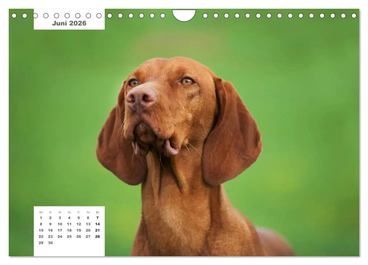 Bild: 9783516162936 | Rassehunde (Wandkalender 2026 DIN A4 quer), CALVENDO Monatskalender