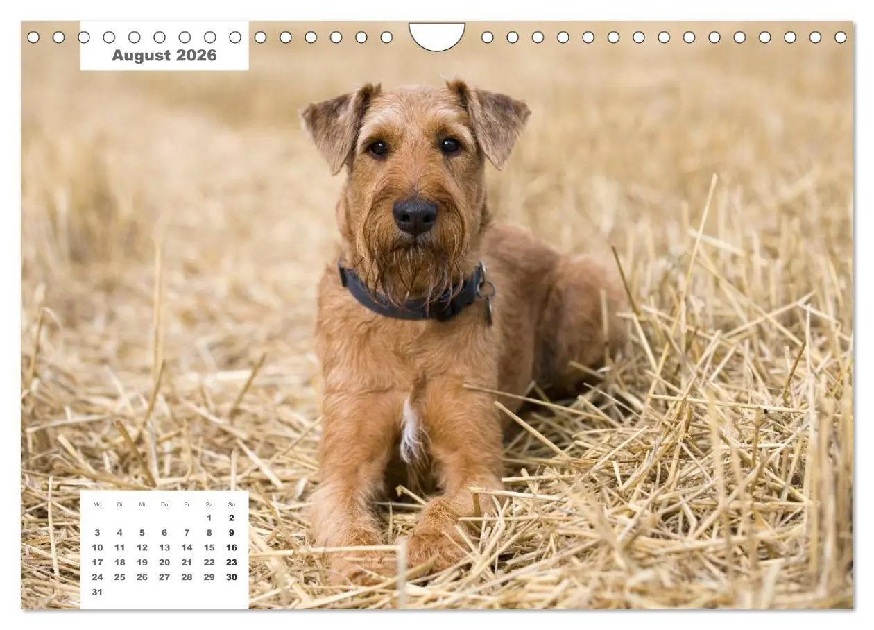 Bild: 9783516162936 | Rassehunde (Wandkalender 2026 DIN A4 quer), CALVENDO Monatskalender