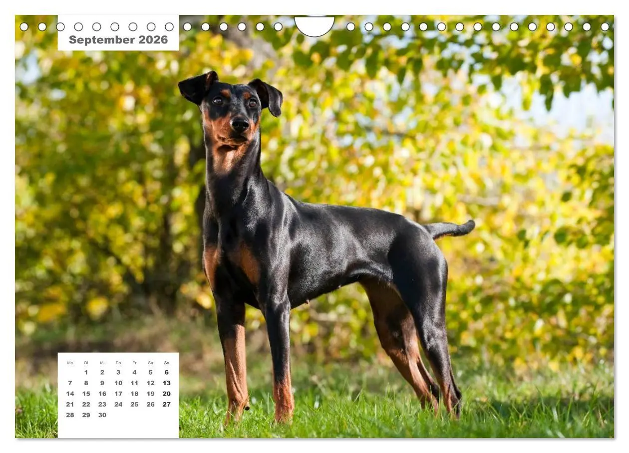 Bild: 9783516162936 | Rassehunde (Wandkalender 2026 DIN A4 quer), CALVENDO Monatskalender