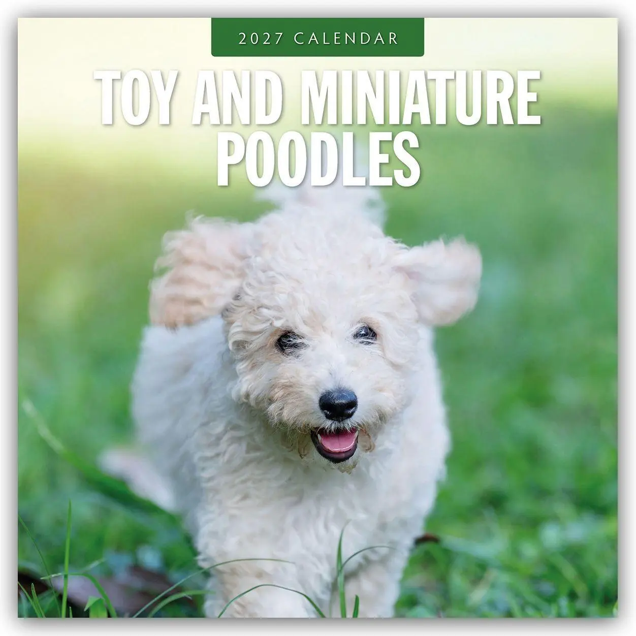 Cover: 9781837013036 | Toy and Miniature Poodles - Zwergpudel 2027 - 16-Monatskalender | Red