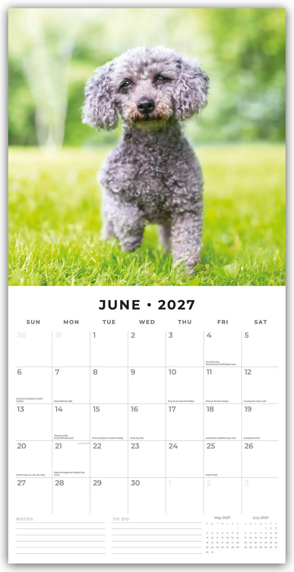 Bild: 9781837013036 | Toy and Miniature Poodles - Zwergpudel 2027 - 16-Monatskalender | Red