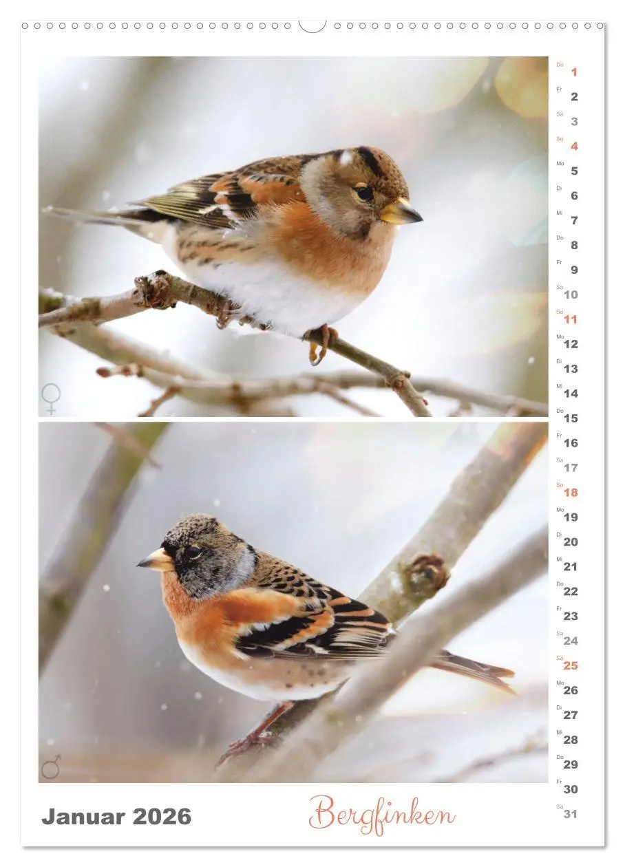 Bild: 9783516363036 | Vogel-Paare (hochwertiger Premium Wandkalender 2026 DIN A2 hoch),...