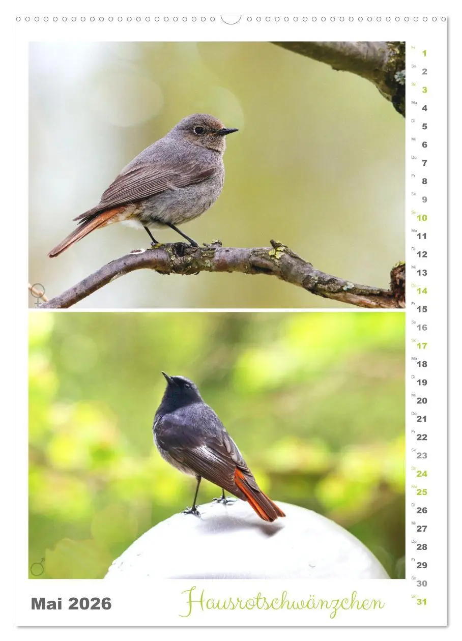 Bild: 9783516363036 | Vogel-Paare (hochwertiger Premium Wandkalender 2026 DIN A2 hoch),...