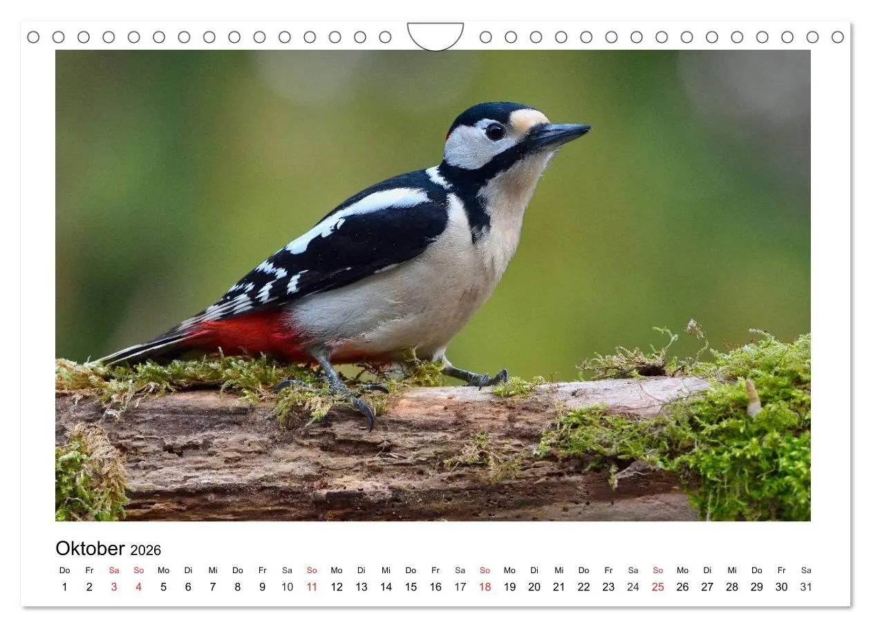 Bild: 9783457953136 | Heimische Gartenvögel - Gefiederte Freunde (Wandkalender 2026 DIN...