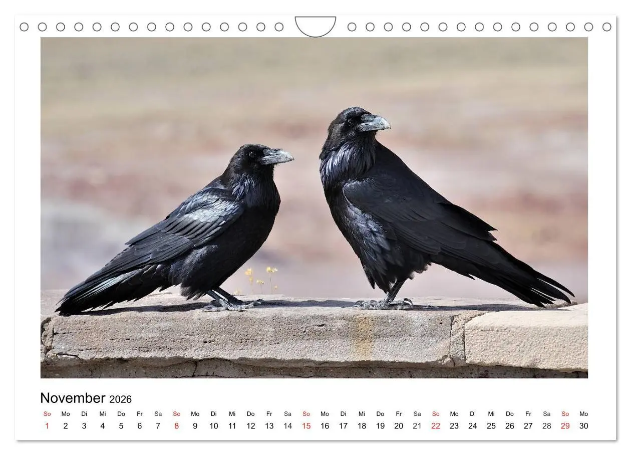 Bild: 9783457953136 | Heimische Gartenvögel - Gefiederte Freunde (Wandkalender 2026 DIN...