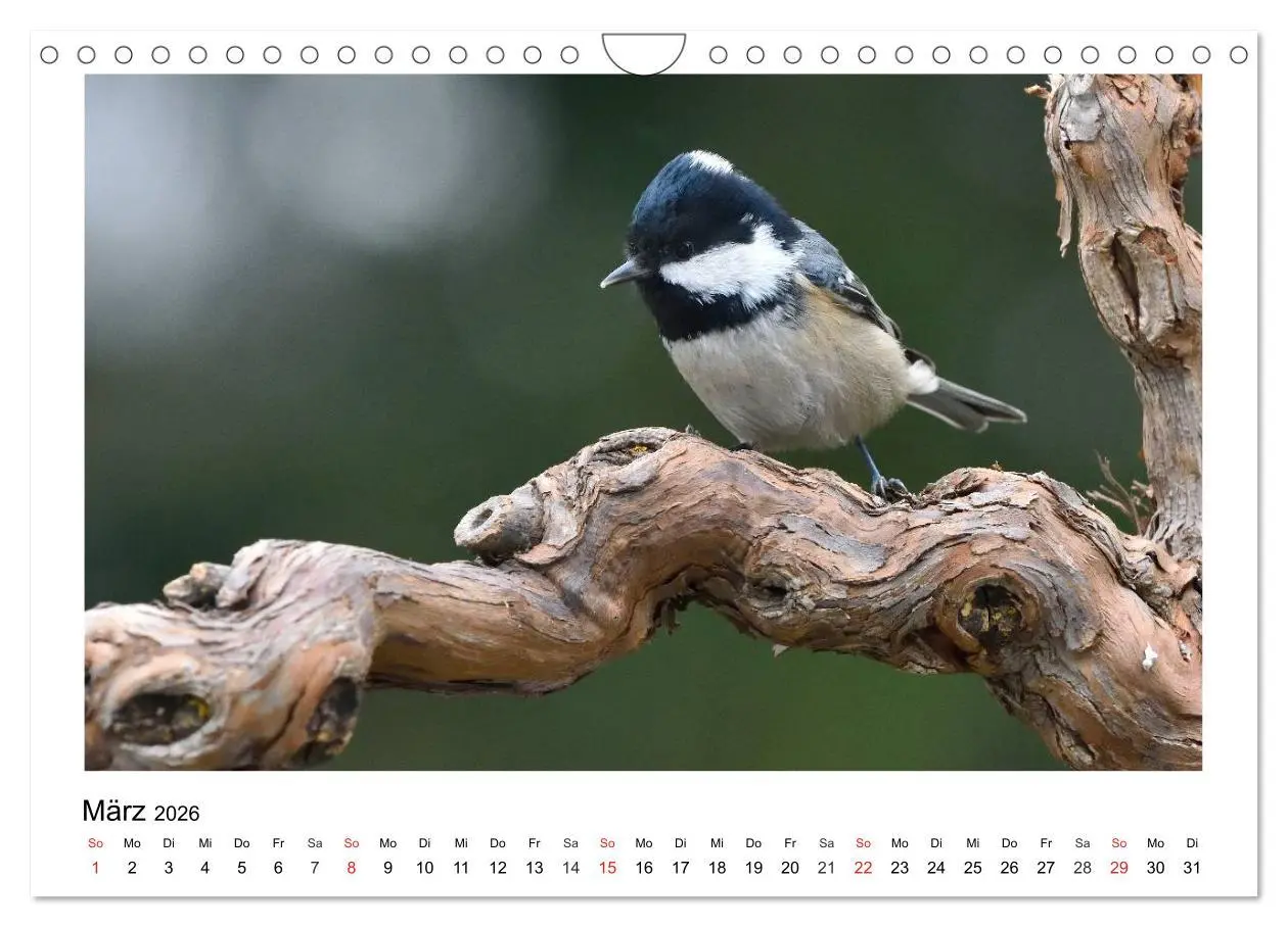 Bild: 9783457953136 | Heimische Gartenvögel - Gefiederte Freunde (Wandkalender 2026 DIN...