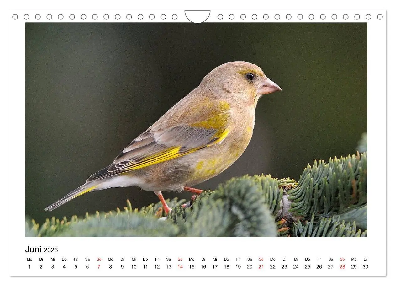 Bild: 9783457953136 | Heimische Gartenvögel - Gefiederte Freunde (Wandkalender 2026 DIN...