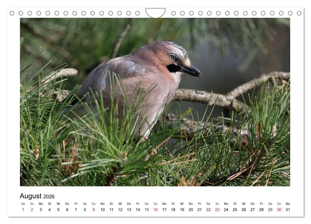 Bild: 9783457953136 | Heimische Gartenvögel - Gefiederte Freunde (Wandkalender 2026 DIN...