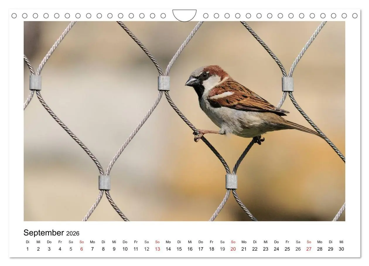 Bild: 9783457953136 | Heimische Gartenvögel - Gefiederte Freunde (Wandkalender 2026 DIN...
