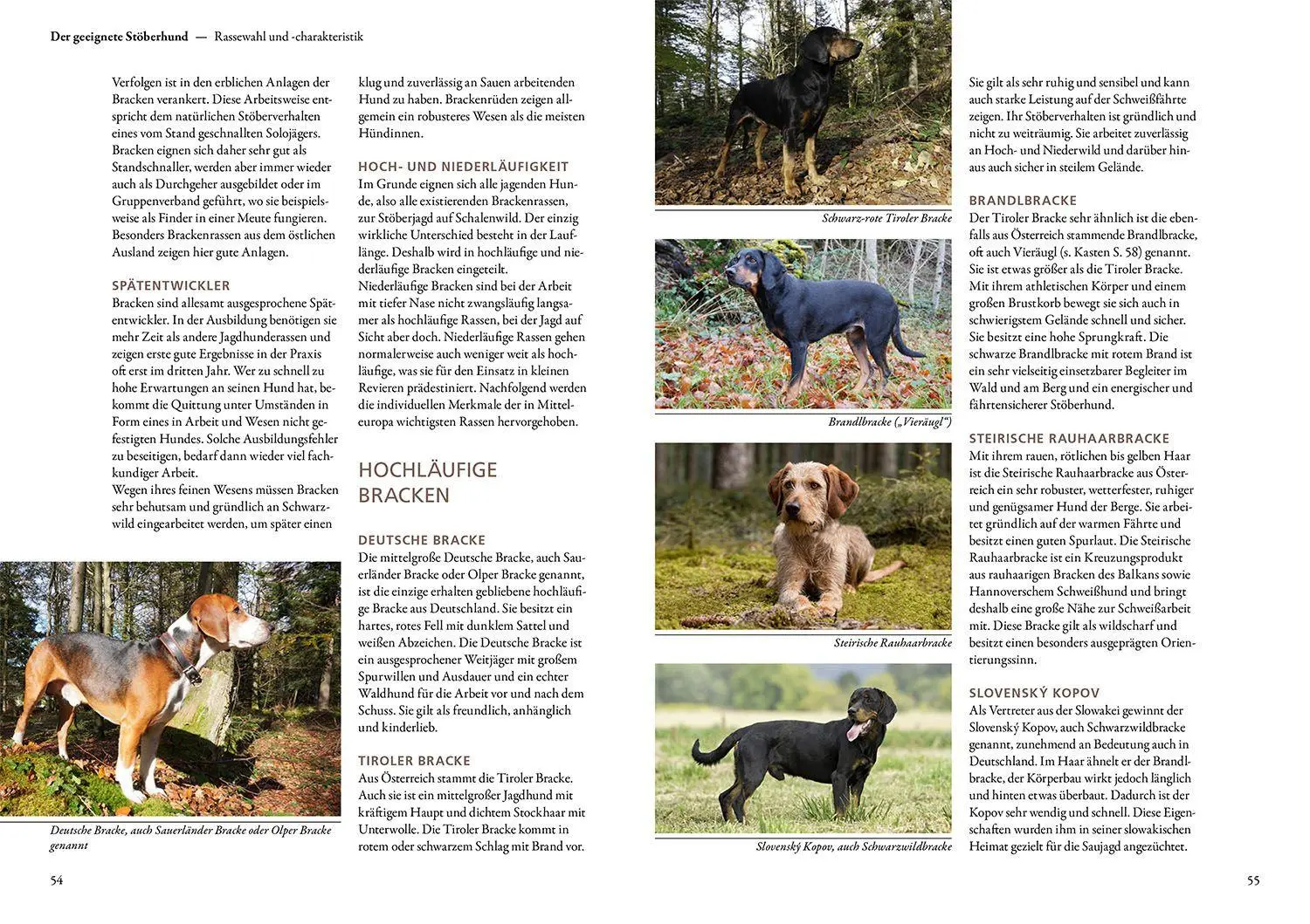 Bild: 9783440183236 | Jagen mit Stöberhunden | Hannah Mittner (u. a.) | Buch | 168 S. | 2025