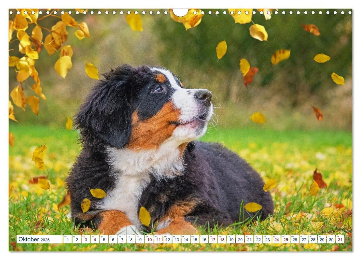 Bild: 9783457633236 | Berner Sennenhund - Ein Traum auf vier Pfoten (Wandkalender 2026...