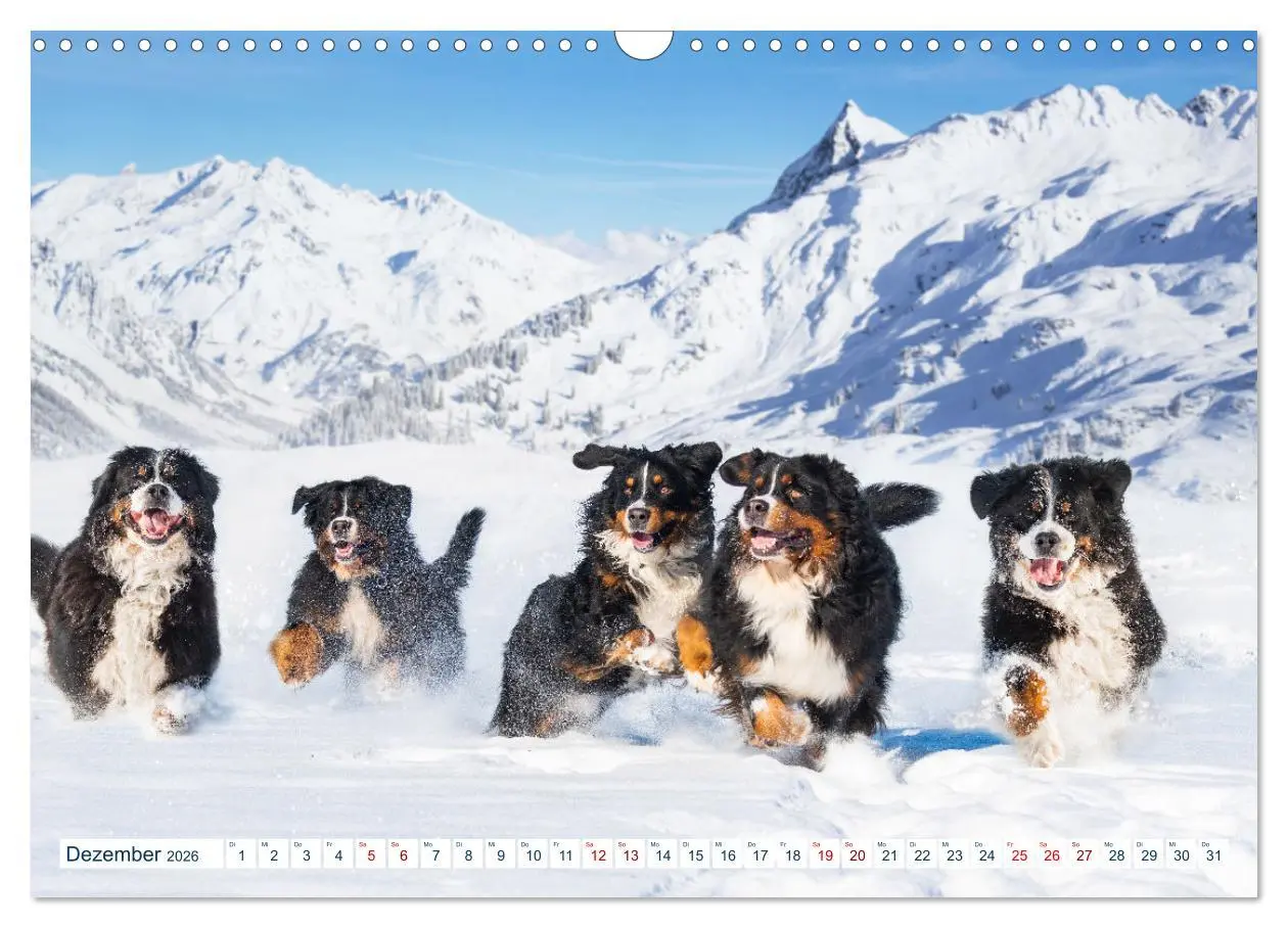 Bild: 9783457633236 | Berner Sennenhund - Ein Traum auf vier Pfoten (Wandkalender 2026...