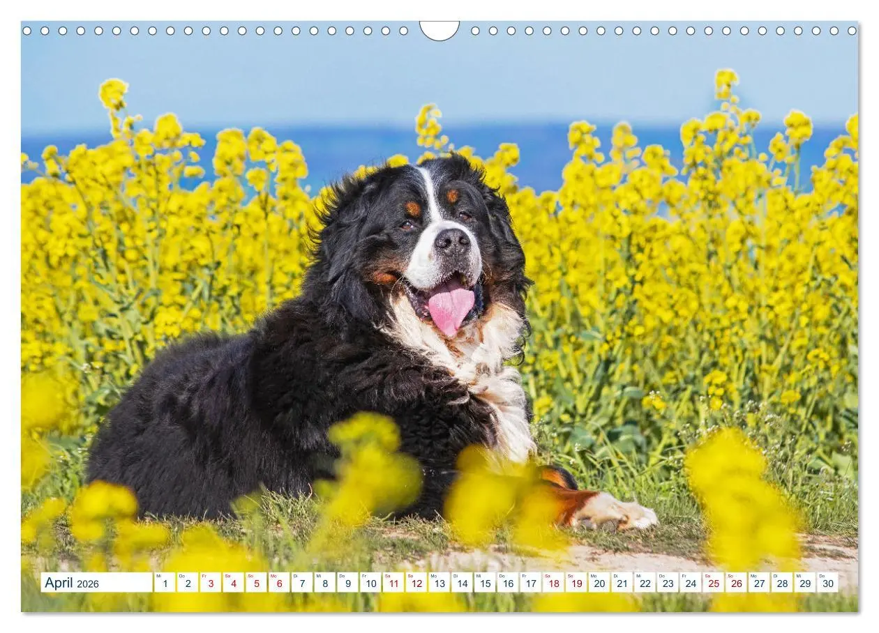 Bild: 9783457633236 | Berner Sennenhund - Ein Traum auf vier Pfoten (Wandkalender 2026...