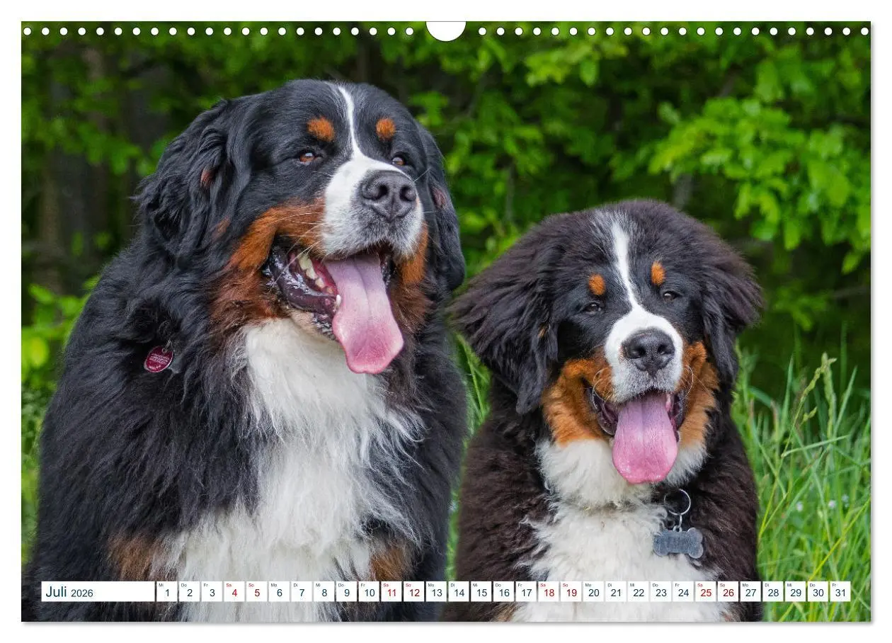 Bild: 9783457633236 | Berner Sennenhund - Ein Traum auf vier Pfoten (Wandkalender 2026...