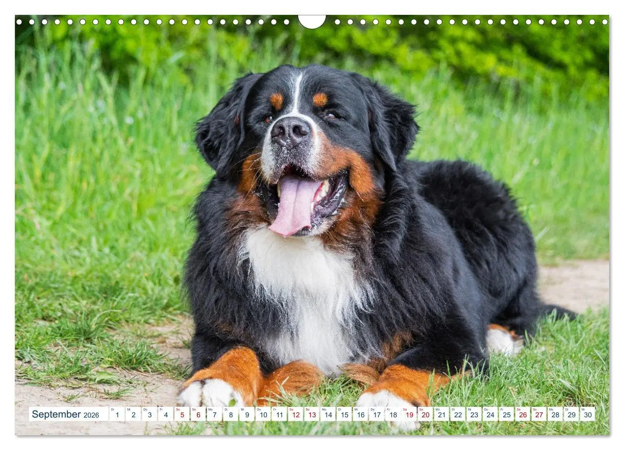 Bild: 9783457633236 | Berner Sennenhund - Ein Traum auf vier Pfoten (Wandkalender 2026...