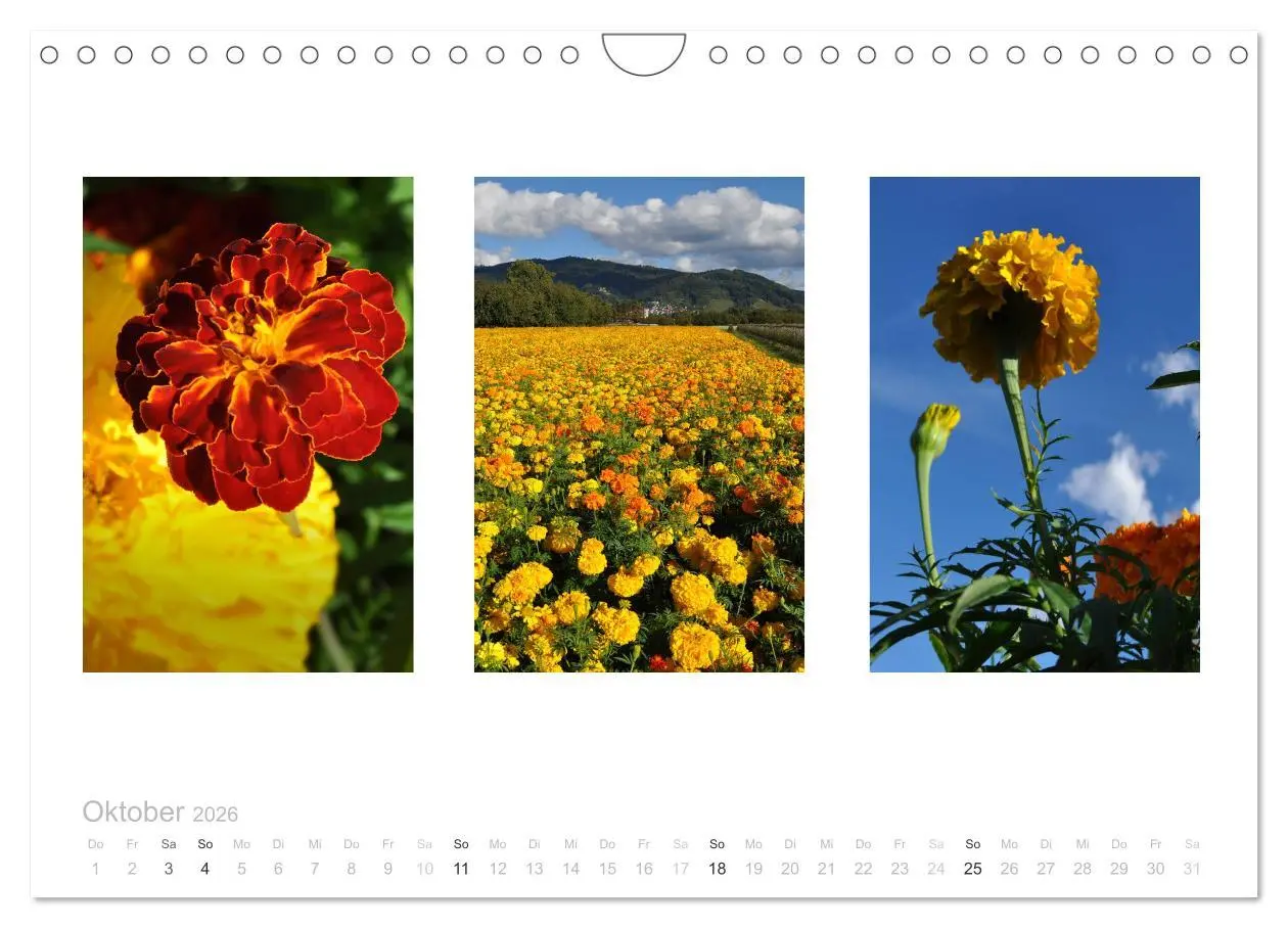 Bild: 9783516103236 | Blumen Trilogien (Wandkalender 2026 DIN A4 quer), CALVENDO...