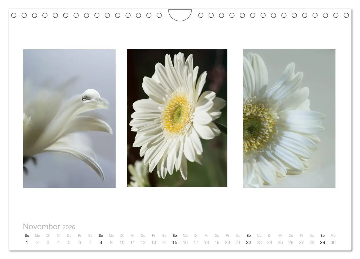 Bild: 9783516103236 | Blumen Trilogien (Wandkalender 2026 DIN A4 quer), CALVENDO...