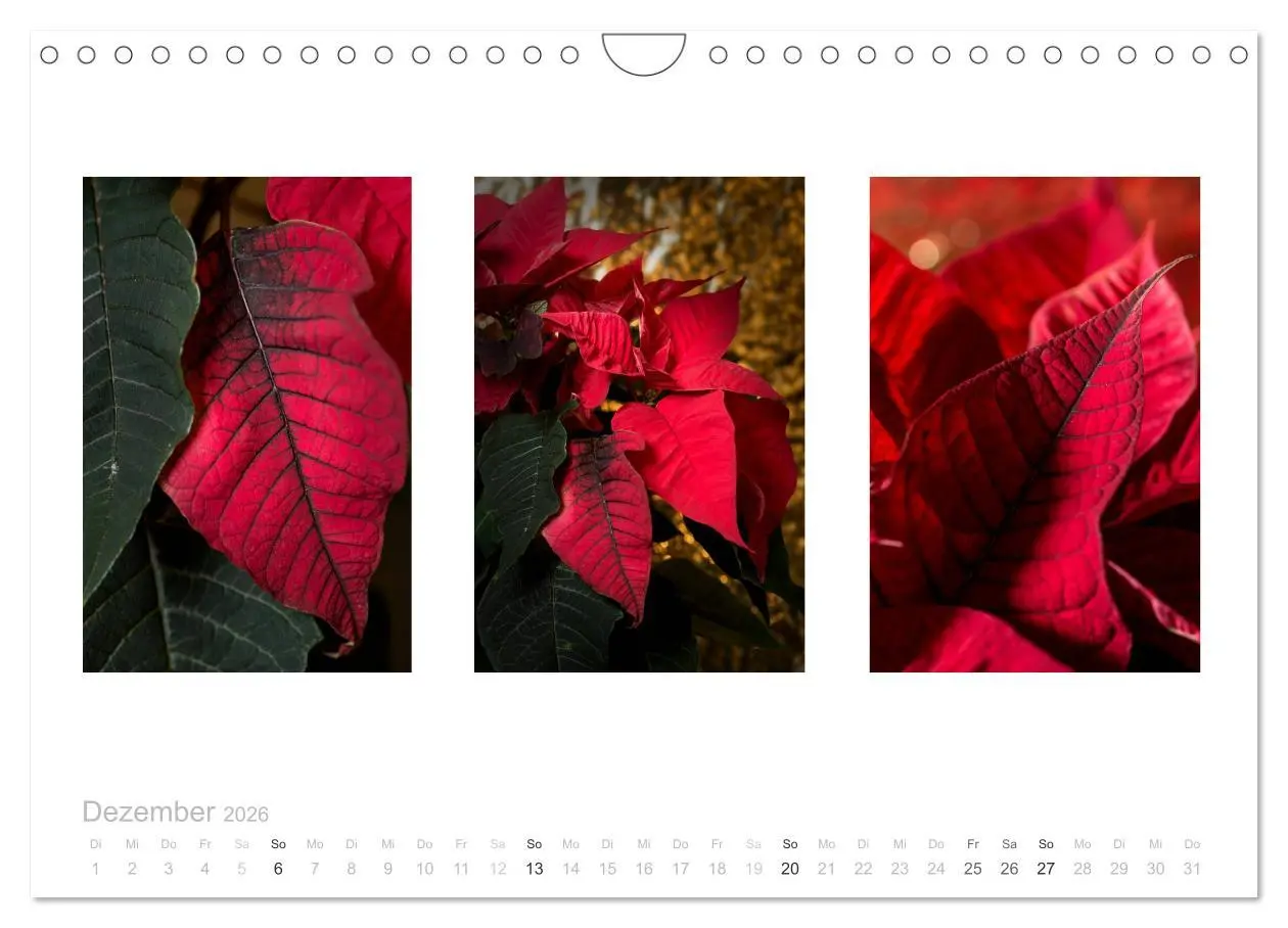 Bild: 9783516103236 | Blumen Trilogien (Wandkalender 2026 DIN A4 quer), CALVENDO...