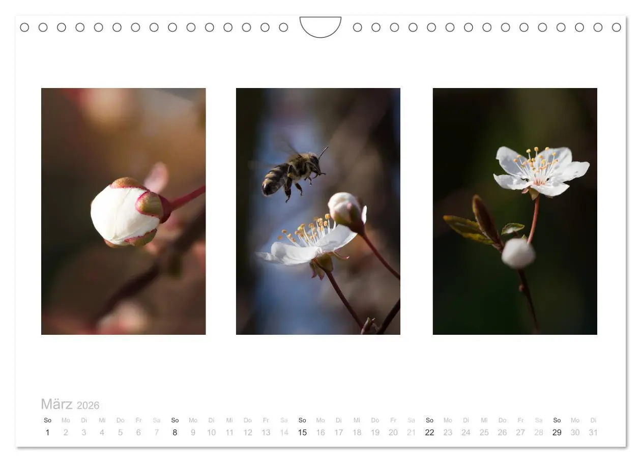 Bild: 9783516103236 | Blumen Trilogien (Wandkalender 2026 DIN A4 quer), CALVENDO...