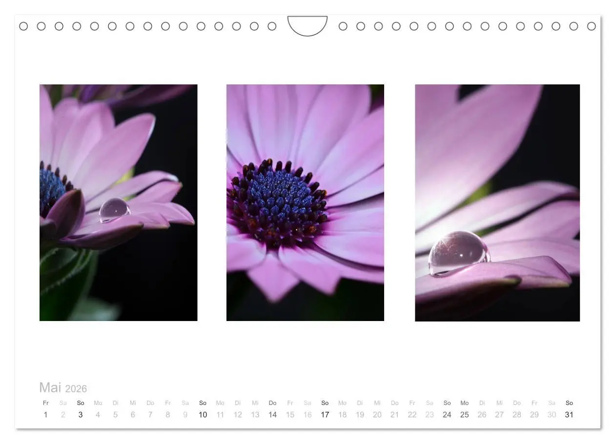 Bild: 9783516103236 | Blumen Trilogien (Wandkalender 2026 DIN A4 quer), CALVENDO...