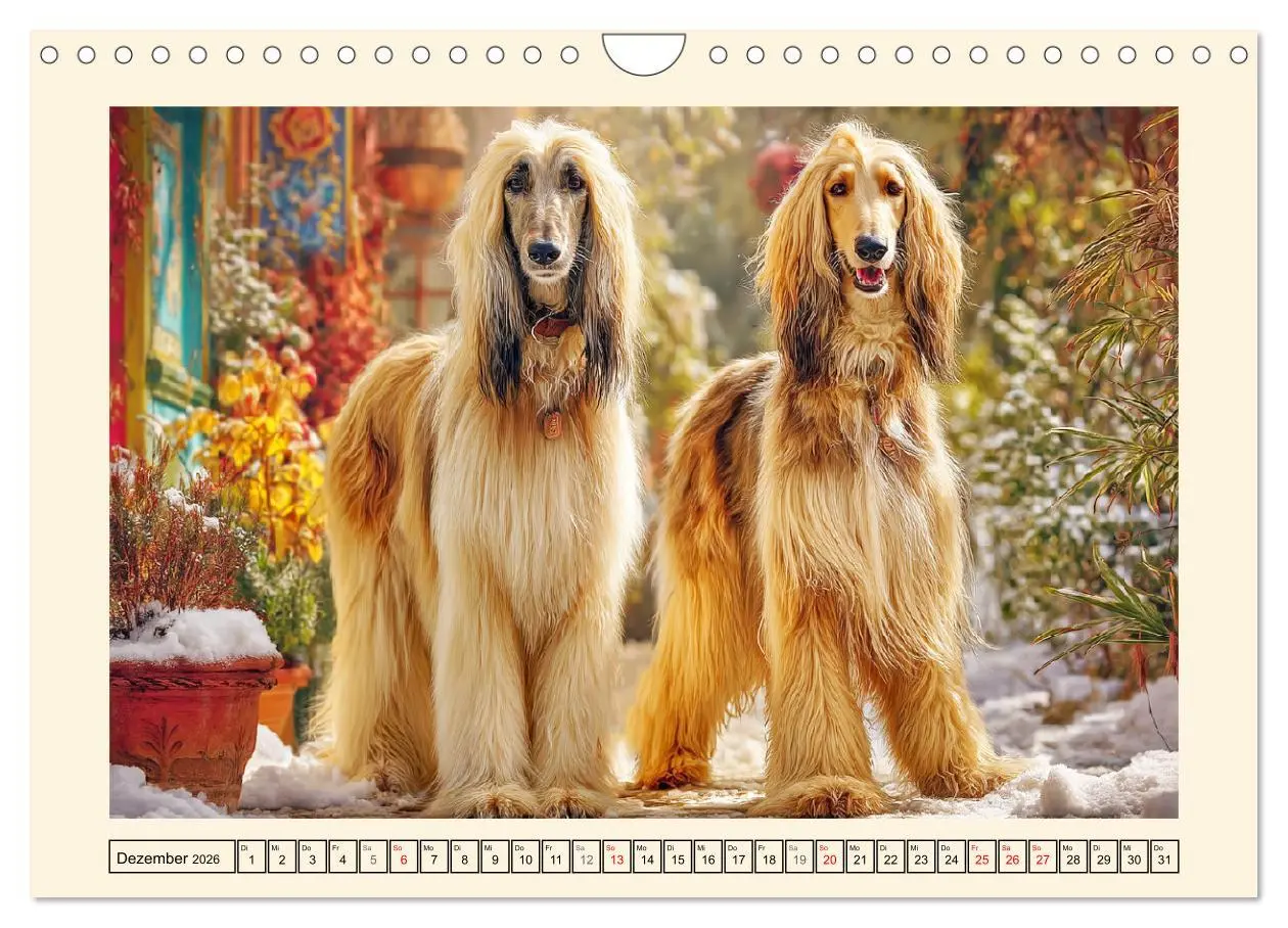 Bild: 9783516583236 | Afghanischer Windhund. Eleganter Sichtjäger und sensibler...