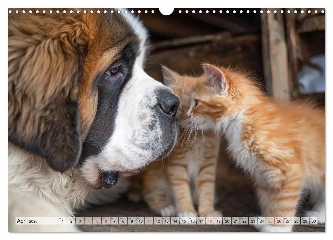 Bild: 9783516653236 | Hund und Katze - Tierische Freunde (Wandkalender 2026 DIN A3 quer),...