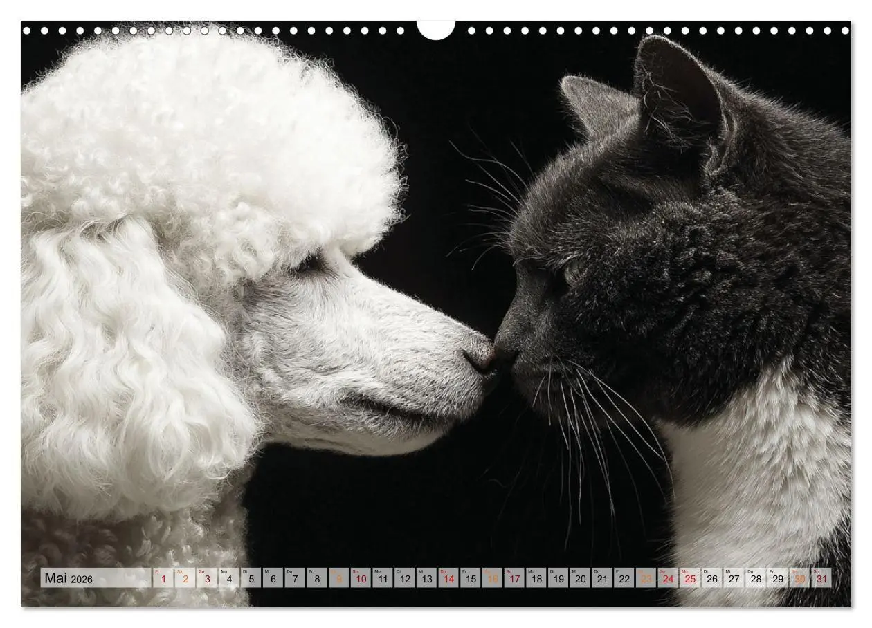 Bild: 9783516653236 | Hund und Katze - Tierische Freunde (Wandkalender 2026 DIN A3 quer),...