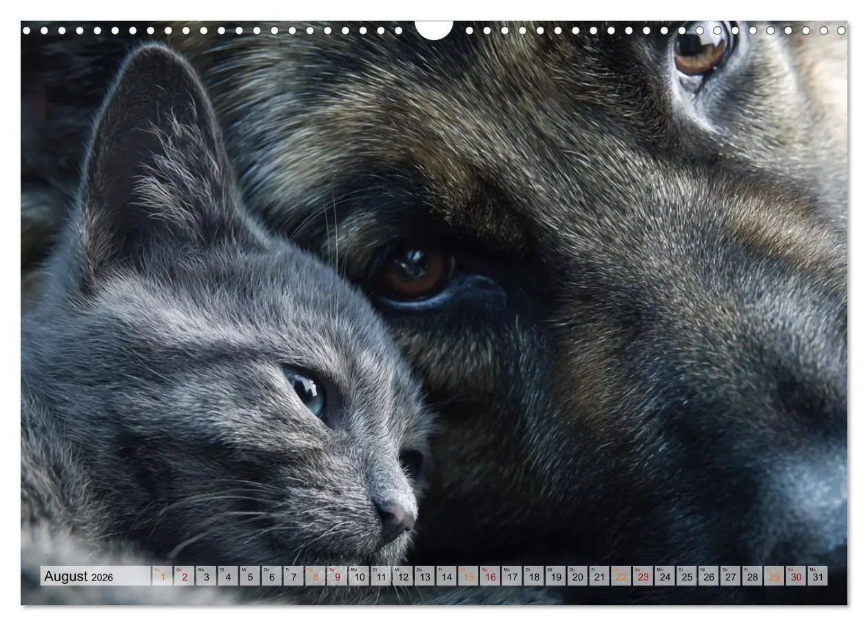Bild: 9783516653236 | Hund und Katze - Tierische Freunde (Wandkalender 2026 DIN A3 quer),...