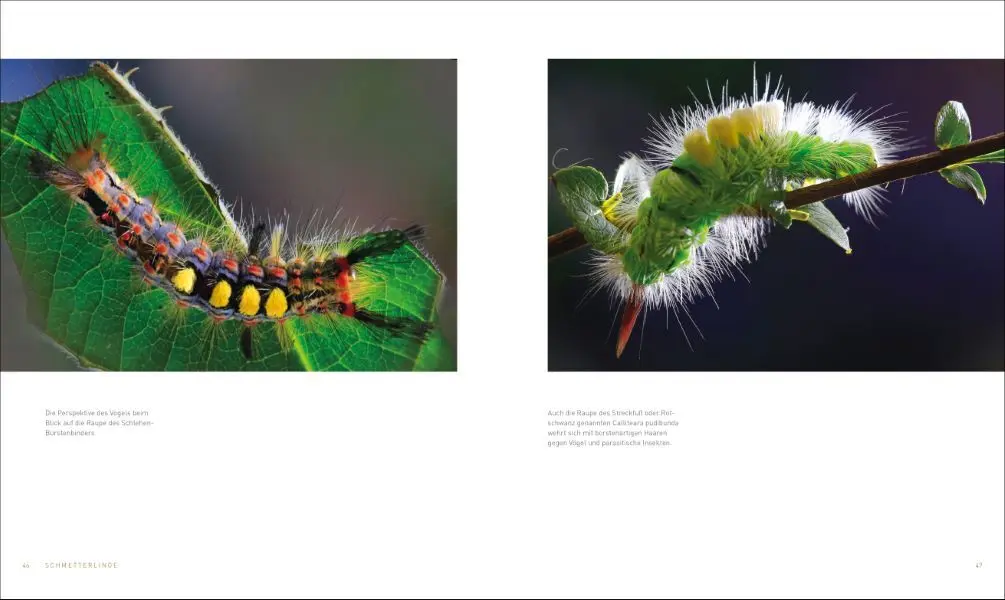 Bild: 9783954163236 | Unsere einzigartige Insektenwelt | Josef H. Reichholf (u. a.) | Buch