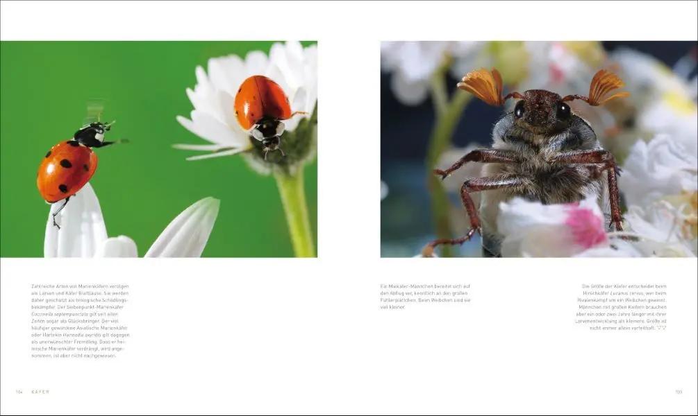 Bild: 9783954163236 | Unsere einzigartige Insektenwelt | Josef H. Reichholf (u. a.) | Buch